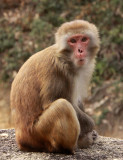 PRIMATE - MACAQUE - RHESUS MACAQUE - MEIHUASHAN - FUJIAN CHINA (13).JPG