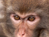 PRIMATE - MACAQUE - RHESUS MACAQUE - MEIHUASHAN - FUJIAN CHINA (26).JPG