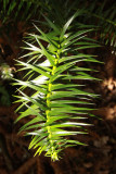 TAXODIACEAE - CUNNINGHAMIA LANCEOLATA - CHINESE YEW RESERVE FUJIAN CHINA (4).JPG