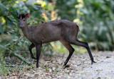 CERVID - MUNTJAC - FEA'S MUNTJAC - KAENG KRACHAN NP THAILAND (9).JPG