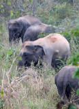 ELEPHANT - ASIAN ELEPHANT - KURI BURI NATIONAL PARK THAILAND (12).JPG