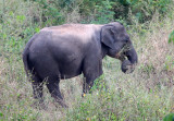 ELEPHANT - ASIAN ELEPHANT - KURI BURI NATIONAL PARK THAILAND (24).JPG