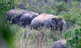 ELEPHANT - ASIAN ELEPHANT - KURI BURI NATIONAL PARK THAILAND (6).JPG