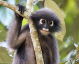 PRIMATE - LANGUR - DUSKY OR SPECTACLED LANGUR - KAENG KRACHAN NP THAILAND (43).jpg
