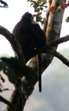 Tenasserim Langur (Presbytis barbei) Kaeng Krachan National Park Thailand