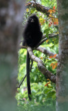 Tenasserim Langur (Presbytis barbei) Kaeng Krachan National Park Thailand