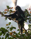 Tenasserim Langur (Presbytis barbei) Kaeng Krachan National Park Thailand