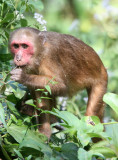 PRIMATE - MACAQUE - STUMP-TAILED MACAQUE - KAENG KRACHAN NP THAILAND (5).JPG