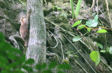 PRIMATE - SUNDA COLUGO - LANTA ISLAND THAILAND - KOH LANTA NATIONAL PARK (9).JPG