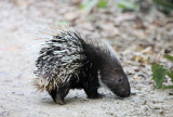 RODENT - PORCUPINE - MALAYAN PORCUPINE - KAENG KRACHAN NP THAILAND (2).JPG