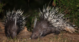 RODENT - PORCUPINE - MALAYAN PORCUPINE - KAENG KRACHAN NP THAILAND (9).JPG