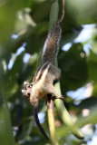 RODENT - SQUIRREL - WESTERN STRIPED SQUIRREL - KAENG KRACHAN NP THAILAND (11).JPG