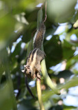 RODENT - SQUIRREL - WESTERN STRIPED SQUIRREL - KAENG KRACHAN NP THAILAND (16).JPG