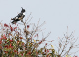 BIRD - BAZA - BLACK BAZA - KAENG KRACHAN NP THAILAND (4).JPG