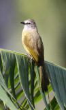 BIRD - BULBUL - FLAVESCENT BULBUL - KAENG KRACHAN NP THAILAND (4).JPG