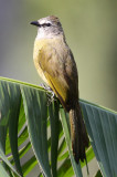 BIRD - BULBUL - FLAVESCENT BULBUL - KAENG KRACHAN NP THAILAND (5).JPG