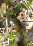 BIRD - BULBUL - STRIPE-THROATED BULBUL - KAENG KRACHAN NP THAILAND (1).JPG