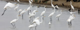 BIRD - EGRET - GREAT EGRET - PETCHABURI PROVINCE, PAK THALE (23).JPG