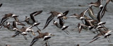 BIRD - GODWITS -  BLACK-TAILED GODWITS - PETCHABURI PROVINCE, PAK THALE, THAILAND (11).jpg