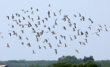 BIRD - GREAT KNOT - PETCHABURI PROVINCE, PAK THALE (2).JPG