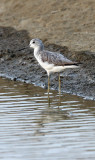 BIRD - GREENSHANK - COMMON GREENSHANK - PETCHABURI PROVINCE, PAK THALE (10).JPG