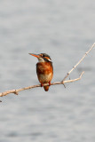 BIRD - KINGFISHER - COMMON KINGFISHER - PETCHABURI PROVINCE, PAK THALE (2).JPG