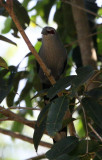 BIRD - MALKOHA - GREEN-BILLED MALKOHA - KAENG KRACHAN NP THAILAND (5).JPG