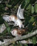 BIRD - OWL - GRASS OWL - KURI BURI NATIONAL PARK THAILAND (1).JPG