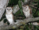 BIRD - OWL - GRASS OWL - KURI BURI NATIONAL PARK THAILAND (6).JPG