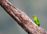 BIRD - PARROT - VERNAL HANGING PARROT - KAENG KRACHAN NP THAILAND (22).JPG