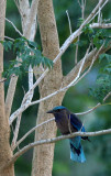 BIRD - ROLLER - INDIAN ROLLER - KURI BURI NATIONAL PARK THAILAND (6).JPG