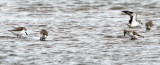 BIRD - SANDPIPER - SPOON-BILLED SANDPIPER - PETCHABURI PROVINCE, PAK THALE (49).jpg