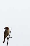 BIRD - SHRIKE - BROWN SHRIKE -  PETCHABURI PROVINCE, PAK THALE (4).JPG
