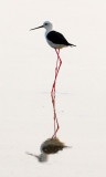 BIRD - STILT - BLACK-WINGED STILT - PETCHABURI PROVINCE, PAK THALE (12).JPG