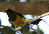 BIRD - TIT - SULTAN TIT - MELANOCHROA SULTANEA - KAENG KRACHAN NP THAILAND (2).JPG