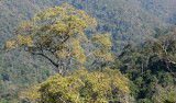 KAENG KRACHAN NATIONAL PARK THAILAND - FOREST SCENES (4).JPG