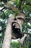 KAENG KRACHAN NATIONAL PARK THAILAND - STRANGLER FIG - FOREST SCENES (31).JPG