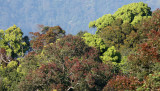 KAENG KRACHAN NP THAILAND - FOREST SCENES (5).JPG