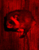 RODENT - SQUIRREL - JAPANESE GIANT FLYING SQUIRREL - KARUIZAWA JAPAN (30).JPG