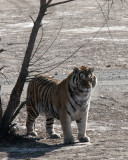 FELID - TIGER - SIBERIAN TIGER - HARBIN SIBERIAN TIGER PARK - CHINA (141).JPG