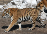 FELID - TIGER - SIBERIAN TIGER - HARBIN SIBERIAN TIGER PARK - CHINA (24).JPG