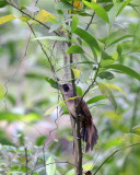 BIRD - BACH MA VIET NAM Masked Laughingthrush (Garrulaxn perspicullatus) (4).JPG