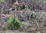 BIRD - STARLING - BACH MA NP VIET NAM - Venous-breasted Starling (Sturnus birmannicus) (5).JPG