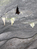 CHIROPTERA - INTERMEDIATE ROUNDLEAF BAT - PHONG NHA - KE BANG NATIONAL PARK - QUANG BINH PROVINCE VIET NAM (34).JPG