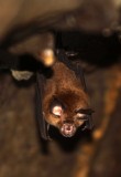 CHIROPTERA - INTERMEDIATE HORSESHOE BAT - CAT TIEN NATIONAL PARK VIET NAM (10).JPG