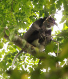 PRIMATE - DOUC - BLACK-SHANKED DOUC -  CAT TIEN NATIONAL PARK VIET NAM (107).JPG