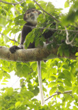 PRIMATE - DOUC - BLACK-SHANKED DOUC -  CAT TIEN NATIONAL PARK VIET NAM (27).JPG