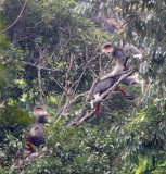 PRIMATE - DOUC - RED-SHANKED DOUC - SON TRA PENINSULA DA NANG VIET NAM (85).jpg