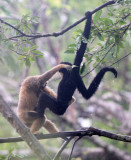 PRIMATE - GIBBON - BUFF-CHEEKED GIBBON - CAT TIEN NATIONAL PARK VIET NAM (91).JPG