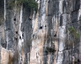 PRIMATE - LANGUR - HATINH LANGUR - PHONG NHA - KE BANG NATIONAL PARK - QUANG BINH PROVINCE VIET NAM (31).JPG